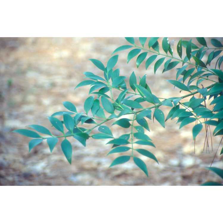 Nageia nagi - broad-leaved podocarpus