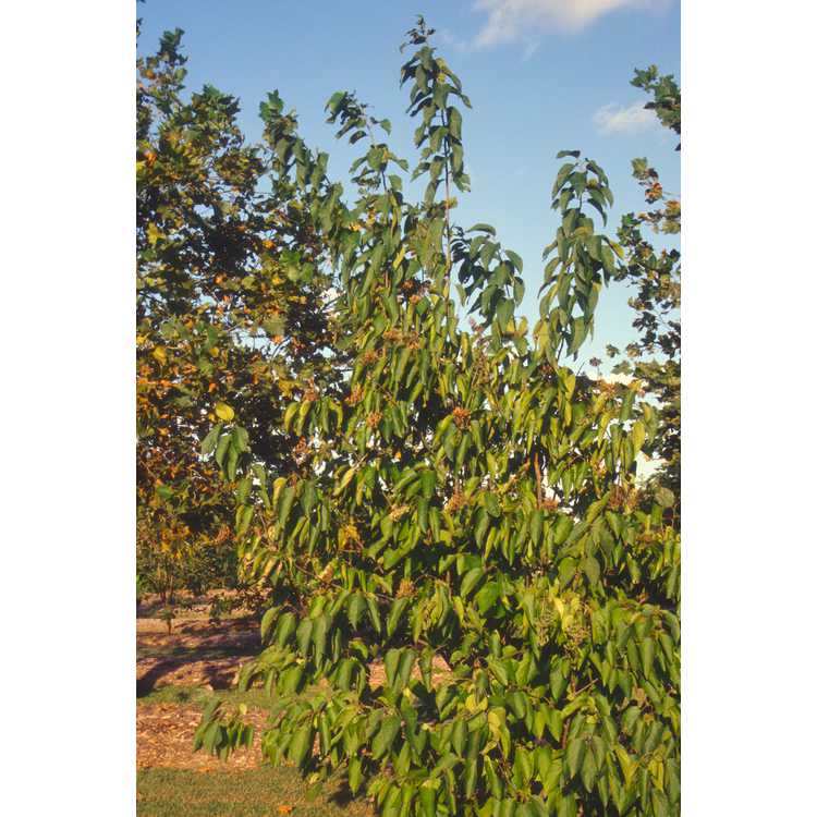 Poliothyrsis sinensis - pearl-bloom tree