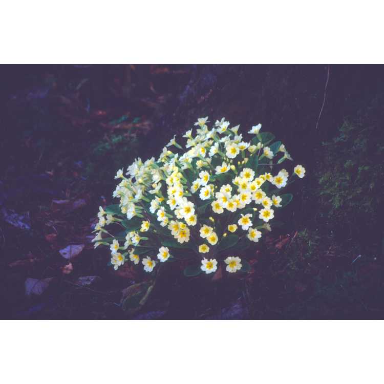 <em>Primula vulgaris</em>