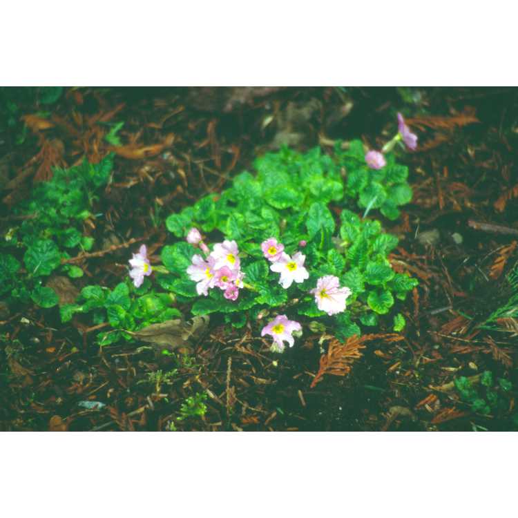 Primula vulgaris subsp. sibthorpii