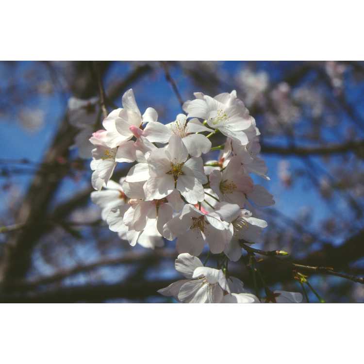 <em>Prunus</em> ×<em>yedoensis</em> 'Akebono'