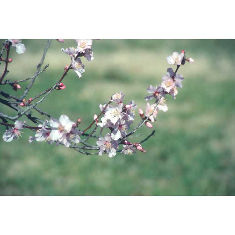 <em>Prunus dulcis</em>