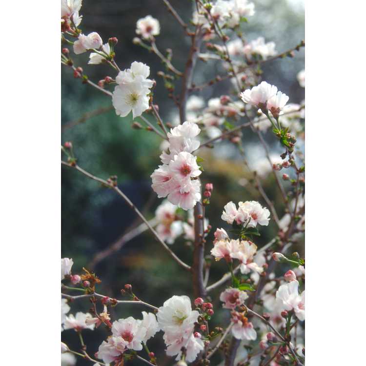 Prunus 'Hally Jolivette' - Arnold Arboretum hybrid flowering cherry