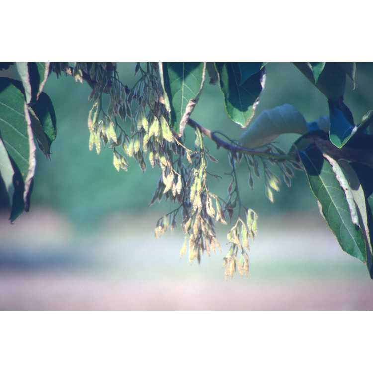 fragrant epaulette tree