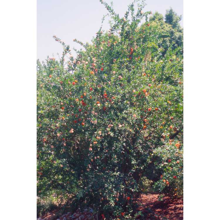 Punica granatum - common pomegranate