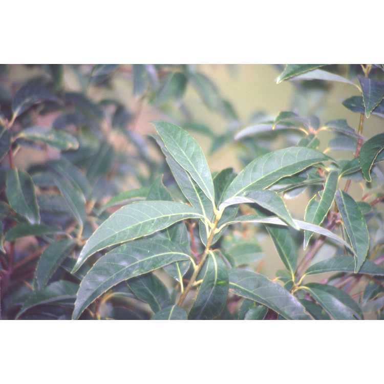 Quercus myrsinifolia - Chinese evergreen oak