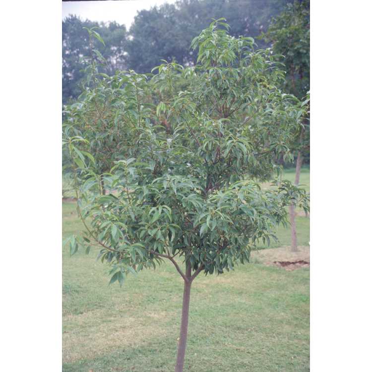 <em>Quercus myrsinifolia</em>