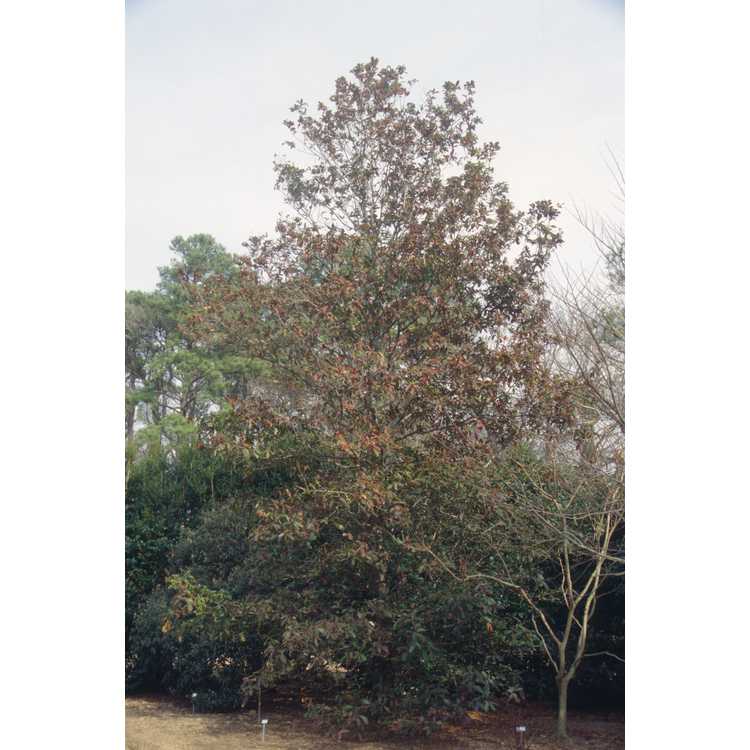 <em>Quercus rysophylla</em>
