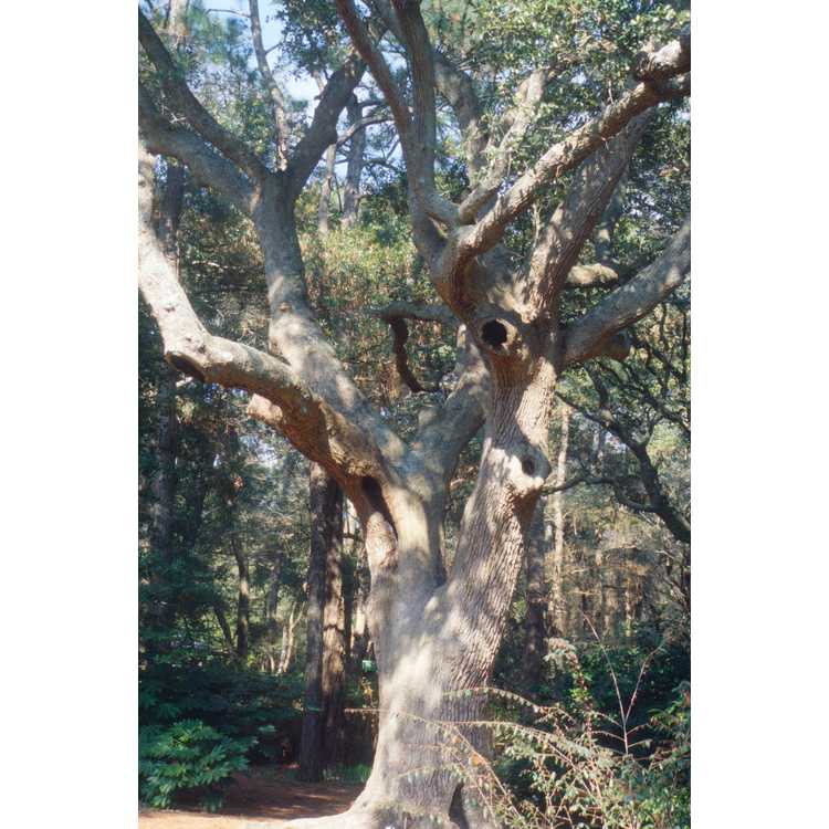 Quercus virginiana - live oak