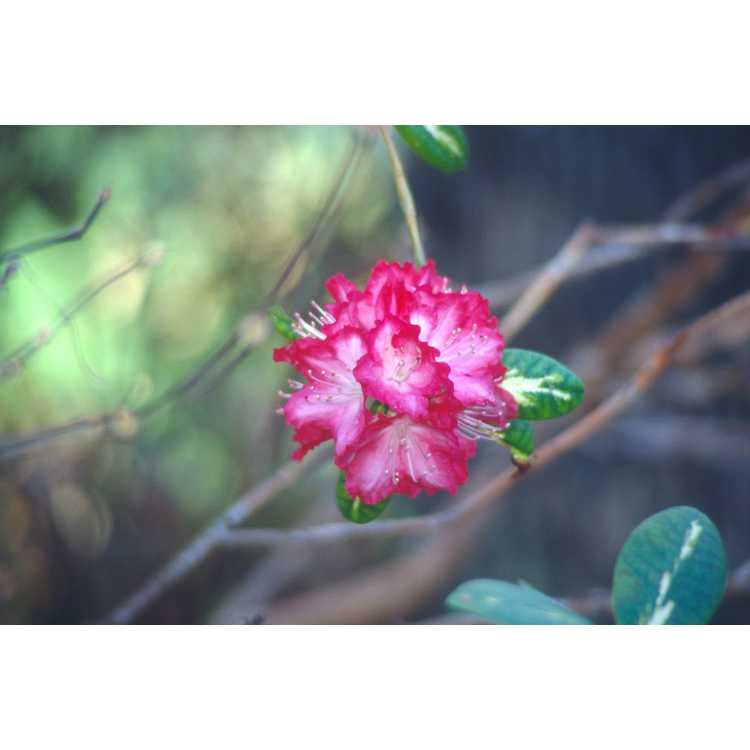 variegated rhododendron
