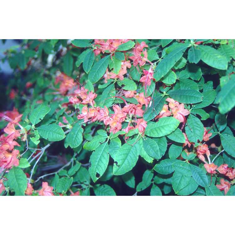 Rhododendron prunifolium - plum-leaf azalea