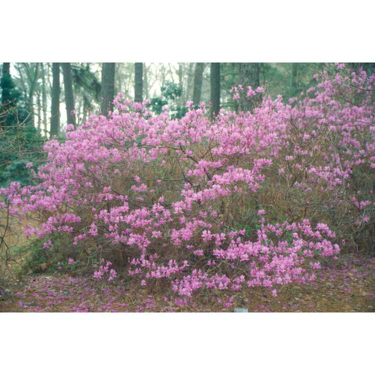 <em>Rhododendron reticulatum</em>