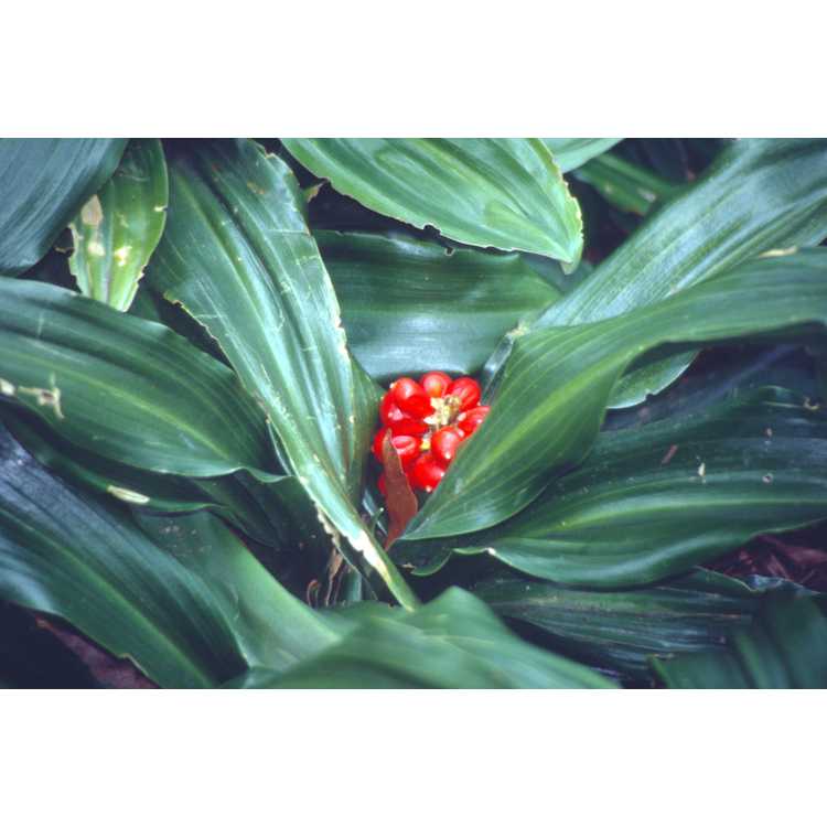 Rohdea japonica - sacred lily