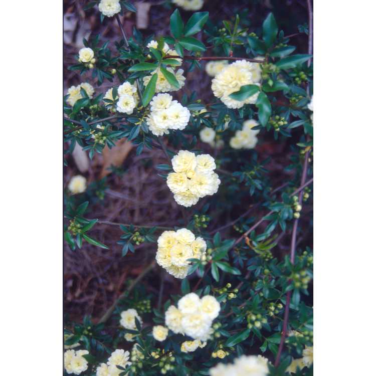 Rosa banksiae 'Lutea' - Lady Banks' rose