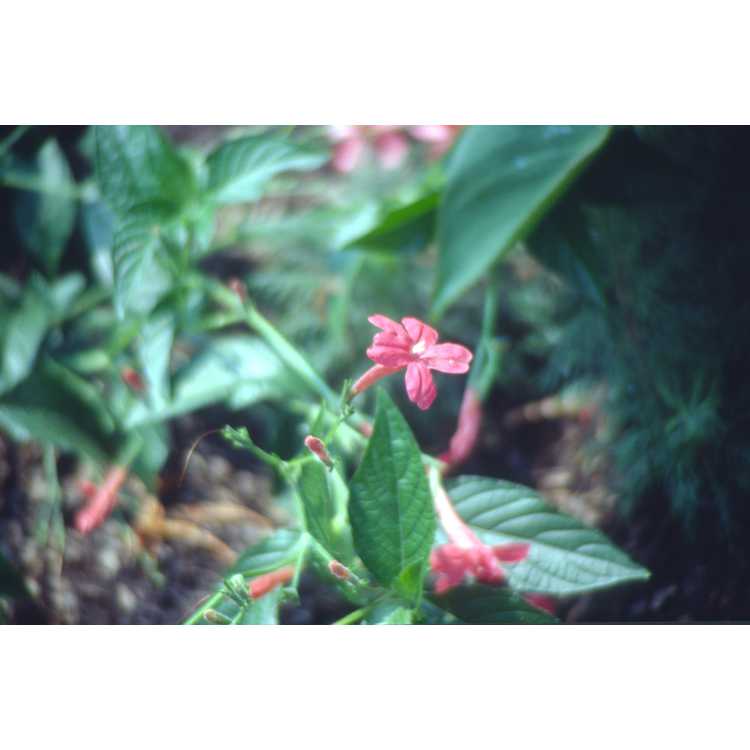 red wild petunia