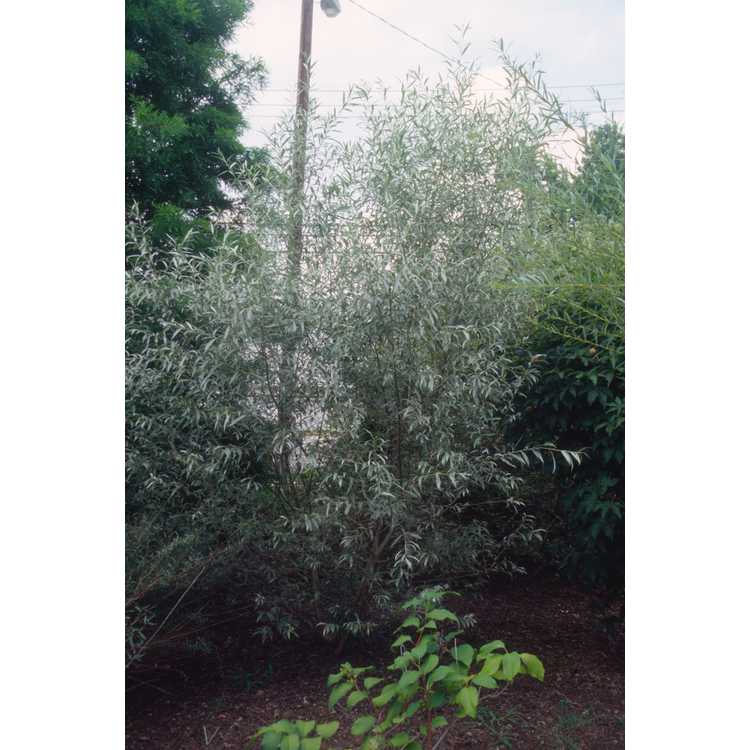 Salix alba var. sericea