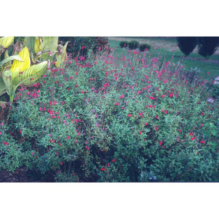 Salvia ×jamensis 'Maraschino'