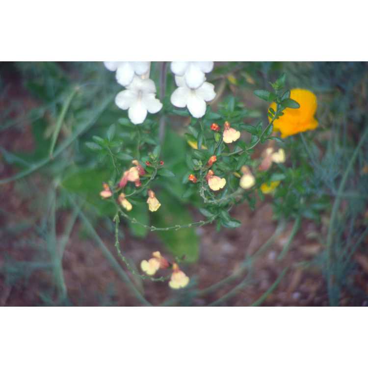 Salvia ×jamensis 'Sierra San Antonio'