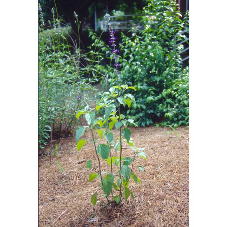 Salvia 'Indigo Spires' - flowering sage
