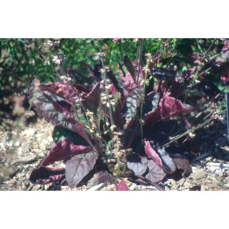<em>Salvia lyrata</em> 'Purple Knockout'