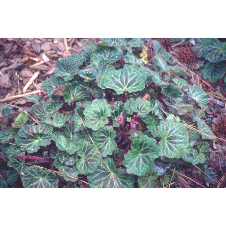 Saxifraga stolonifera 'Maroon Beauty' - strawberry geranium