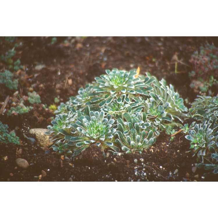 <em>Saxifraga longifolia</em>