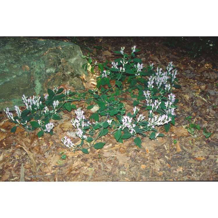 <em>Scutellaria montana</em>
