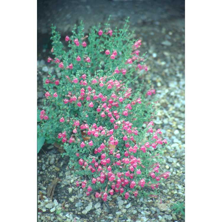 Scutellaria suffrutescens 'Texas Rose' - pink skullcap