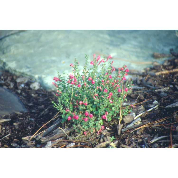 Scutellaria suffrutescens 'Texas Rose' - pink skullcap