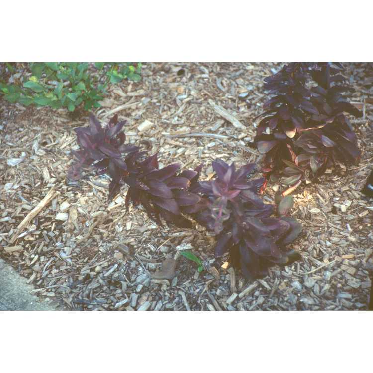 purple-leaf sedum
