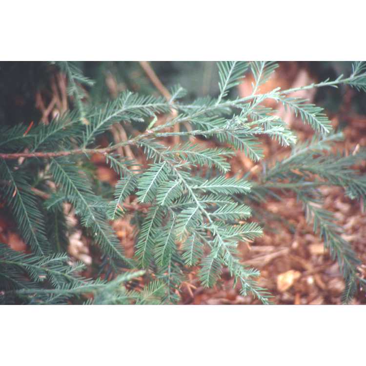 Sequoia sempervirens 'Aptos Blue'