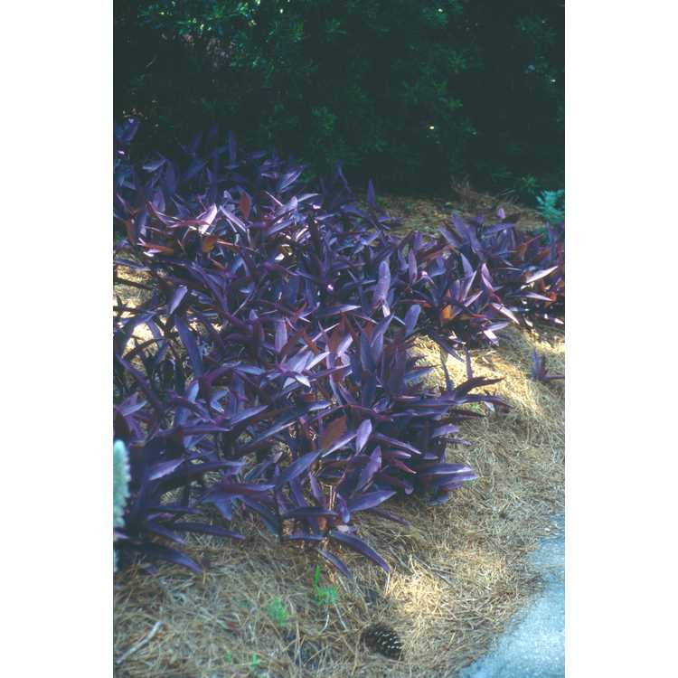 Tradescantia pallida 'Purpurea' - purple heart tradescantia