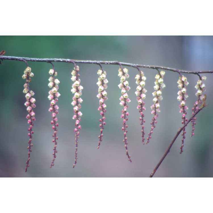Stachyurus praecox 'Rubriflora' - pink spike-tail
