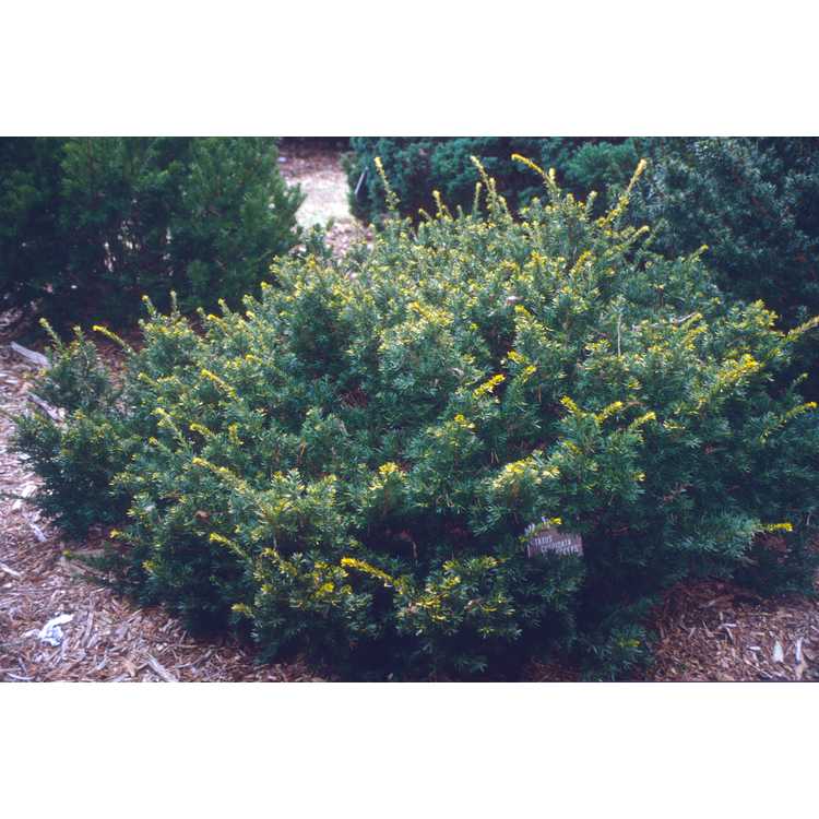 Taxus cuspidata 'Aurescens' - gold-flush Japanese yew
