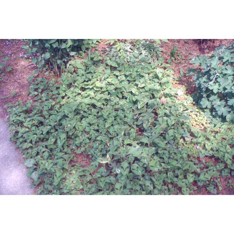 Persicaria virginiana 'Painter's Palette' - variegated Virginia knotweed