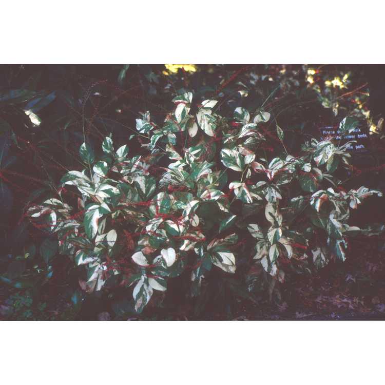 Persicaria virginiana 'Painter's Palette' - variegated Virginia knotweed