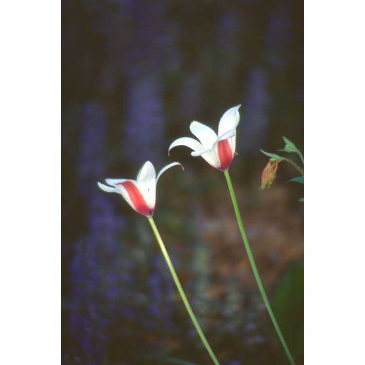 <em>Tulipa clusiana</em>