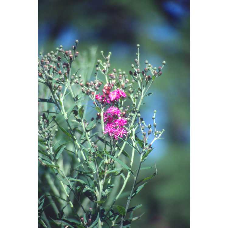 Missouri ironweed