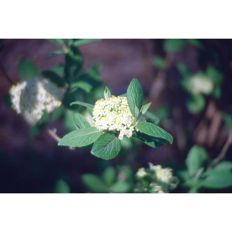 Viburnum burejaeticum - Manchurian viburnum
