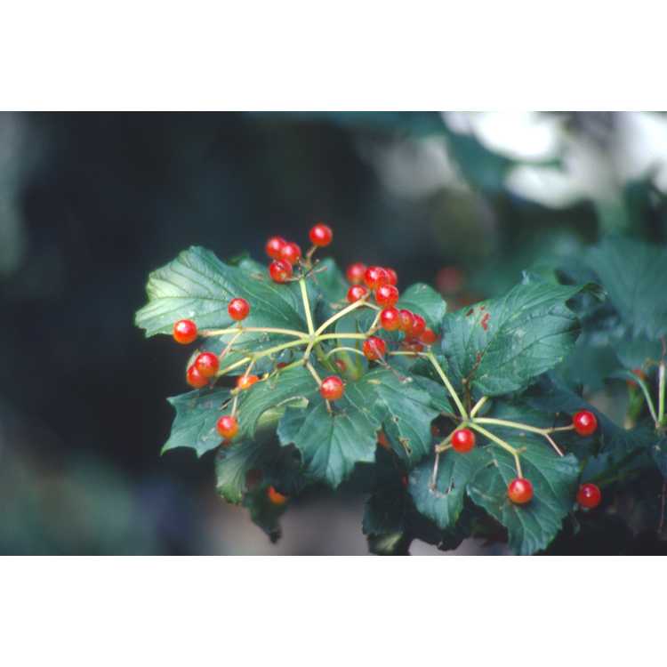 European cranberry bush