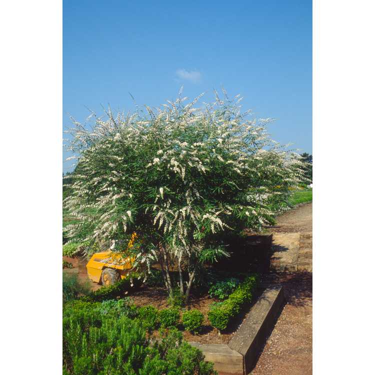 Vitex agnus-castus 'Alba' - white chaste tree