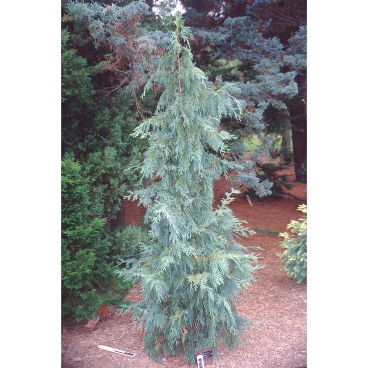 Conifer Collection