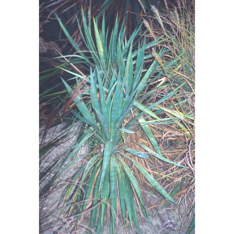 Yucca flaccida - weak-leaf yucca
