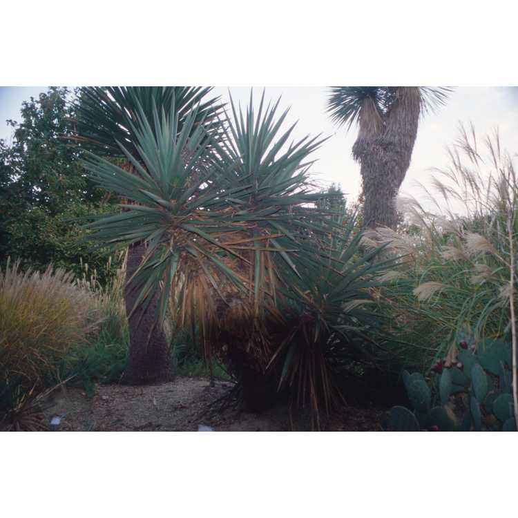 Yucca torreyi - Torrey yucca