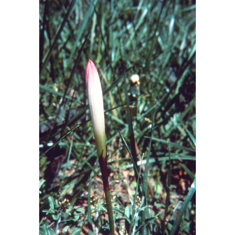 Zephyranthes atamasca - atamasco lily