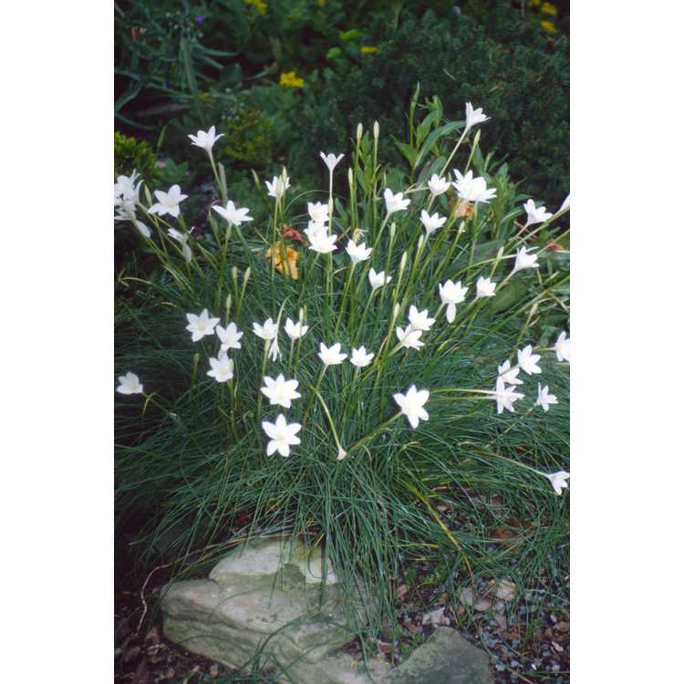 Zephyranthes - rain-lily