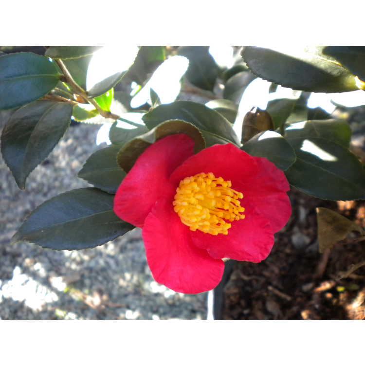 Camellia sasanqua 'Yuletide' - sasanqua camellia