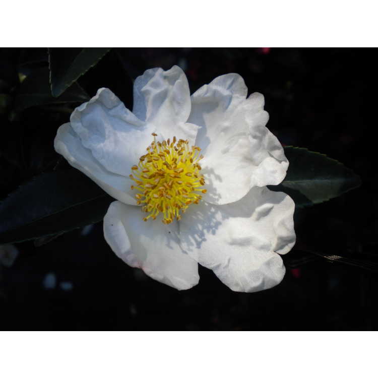 Camellia 'Survivor'