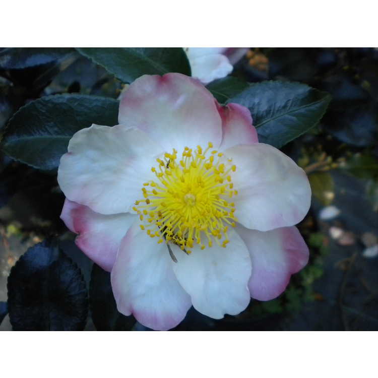 Camellia sasanqua 'Hana-Jiman'