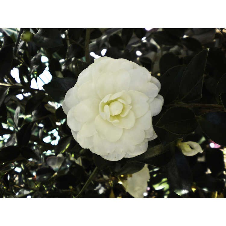 Camellia sasanqua 'Marie Kirk'